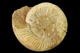 Jurassic Ammonite (Perisphinctes) Fossil - Madagascar #152768-1